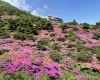仁田峠園地_5月中旬から下旬に最盛期を迎えるミヤマキリシマ