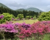 池の原園地_5月上旬に最盛期を迎えるミヤマキリシマ
