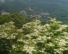 絹笠山展望台から初夏に撮影したヤマボウシと温泉街