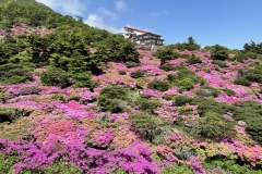 仁田峠園地_5月中旬から下旬に最盛期を迎えるミヤマキリシマ