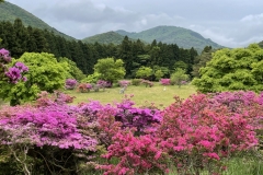 池の原園地_5月上旬に最盛期を迎えるミヤマキリシマ