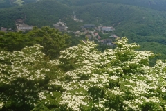 絹笠山展望台から初夏に撮影したヤマボウシと温泉街