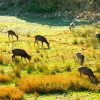 Nozakijima Wild Park04